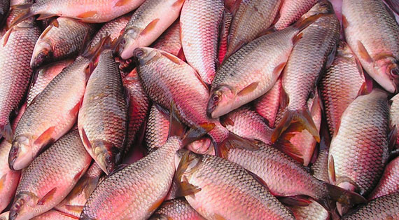 Bocachico colombiano