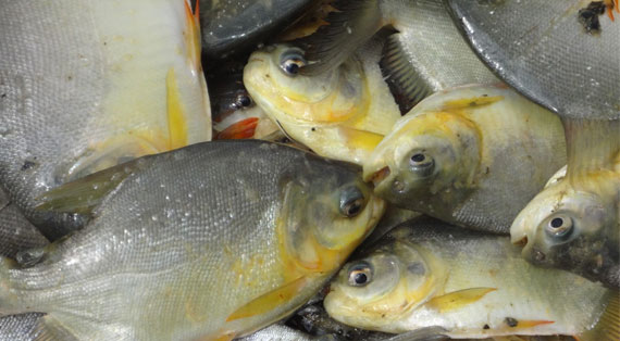 Cachama fresca de la región