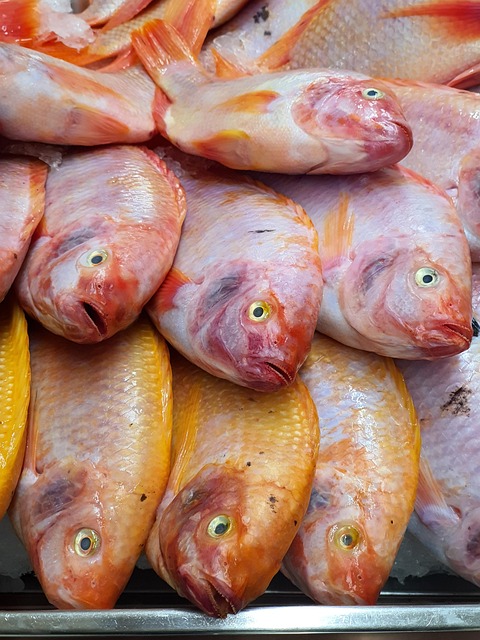 Tilapia Roja de cultivo